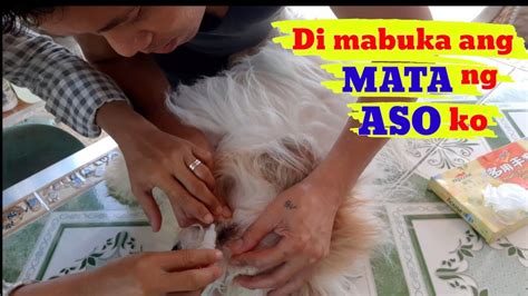 aso at babae porn|Ang Babae Parang Aso Din Pag Namamaga at Namumula .